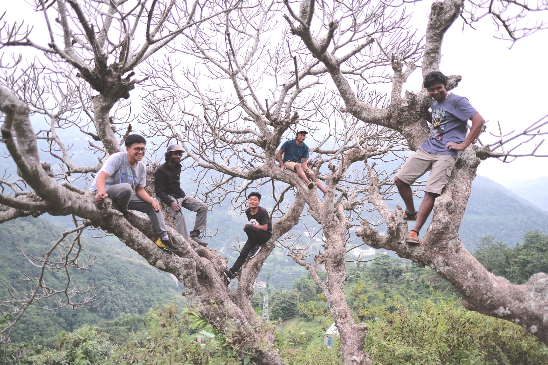 Climbing a tree together